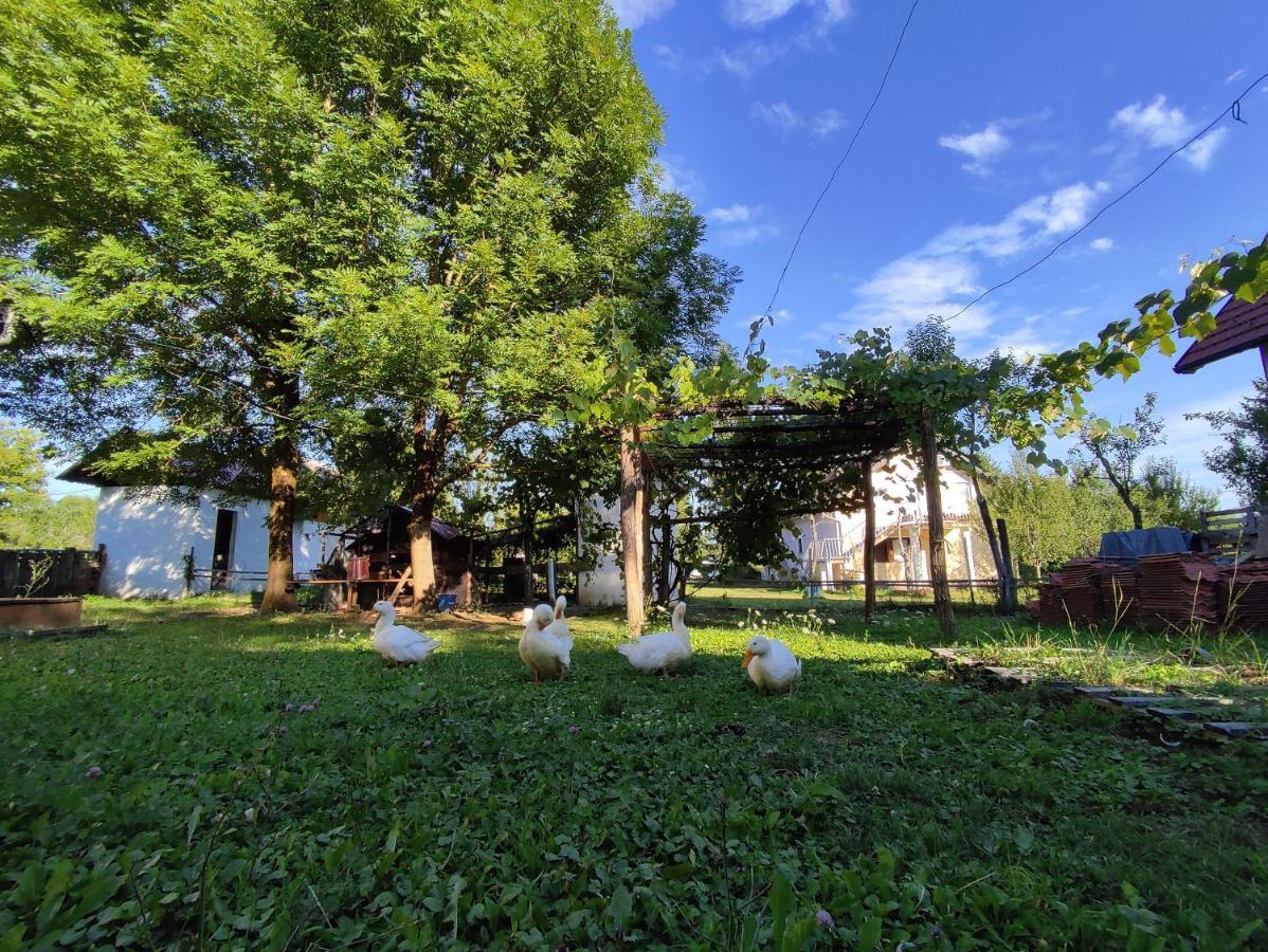 Apartments Eco Forest Resort Rakovica Luaran gambar